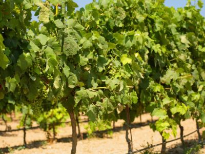 Vineyards in Malta | Vineyard 2 © Alexey Sokolov/iStock/Thinkstock